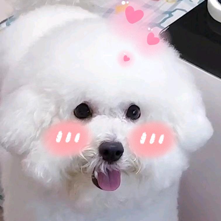 团子那些事