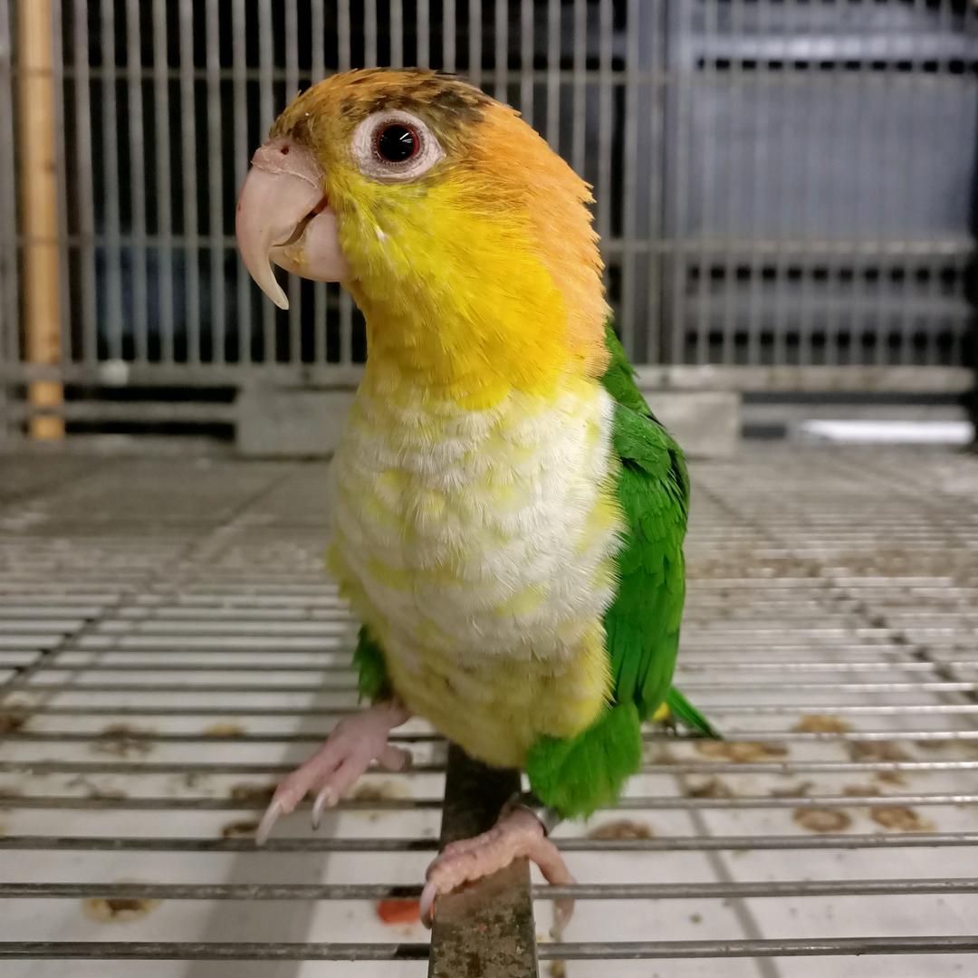 鼎耀鹦鹉