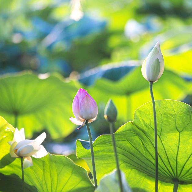 夏荷