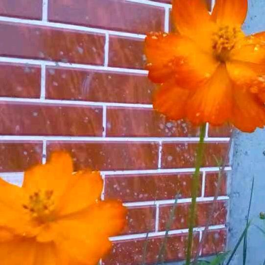 莲🌸花