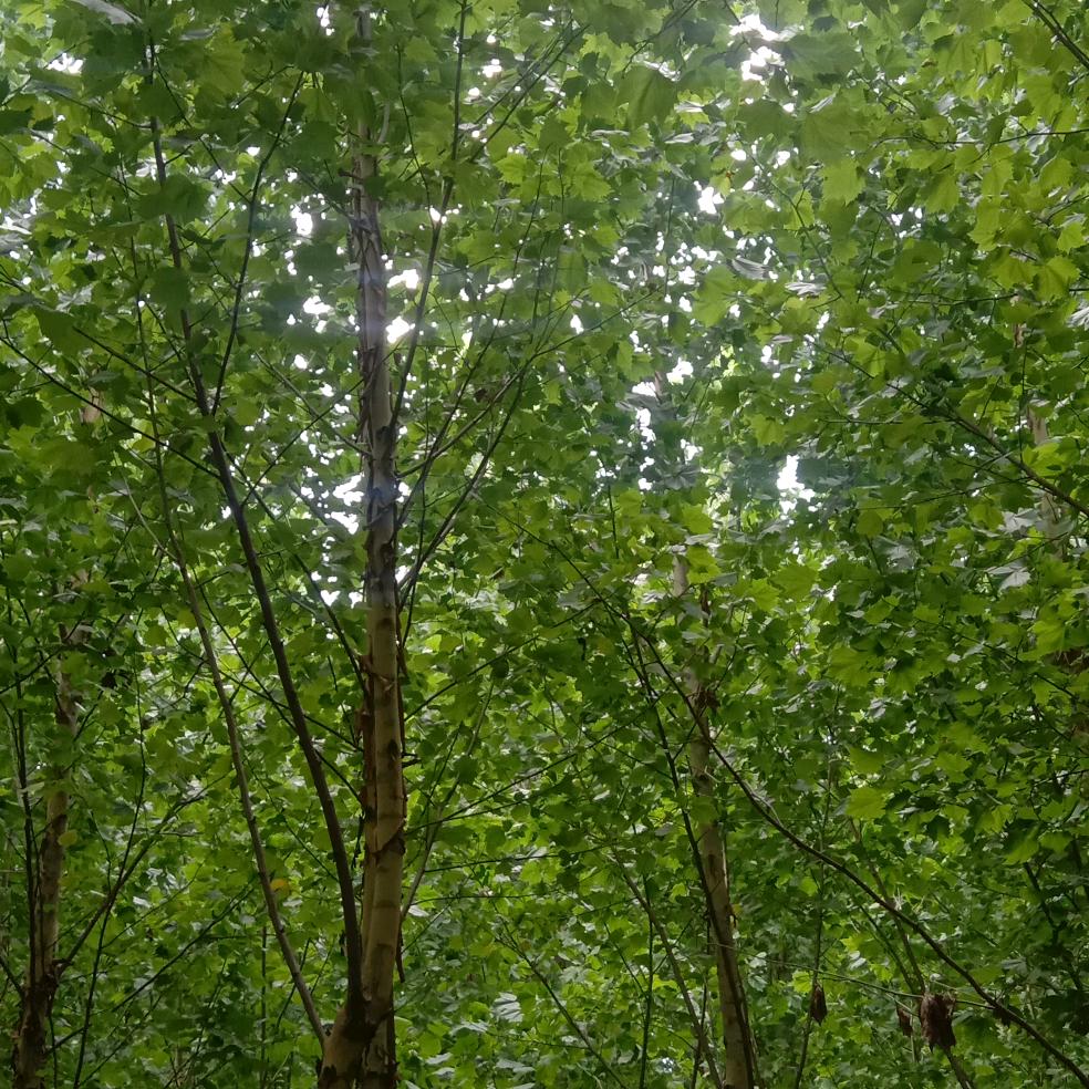 看破红尘皆坦然