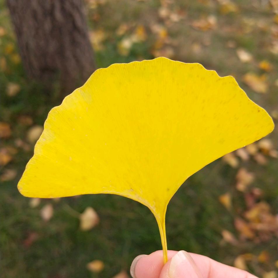 小芙呀