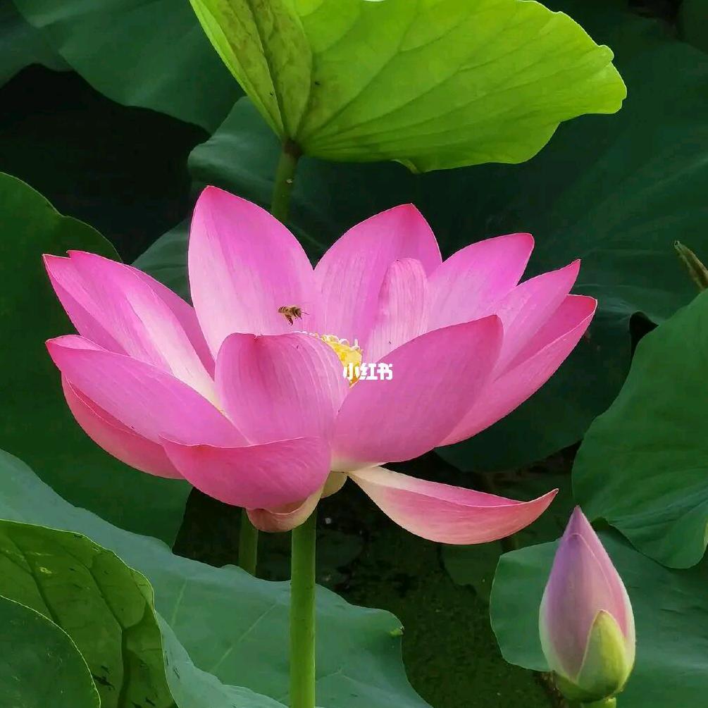 优优爱分享