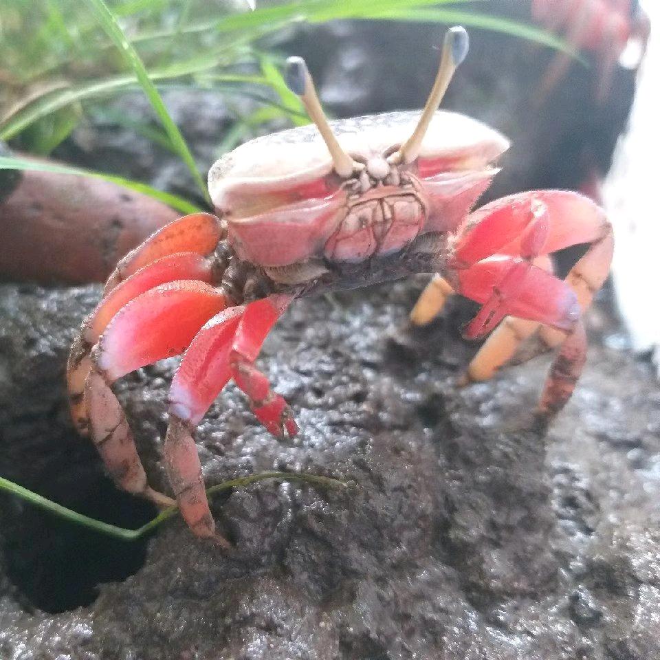 阿杜动植物爱好者