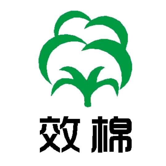 山东                效棉