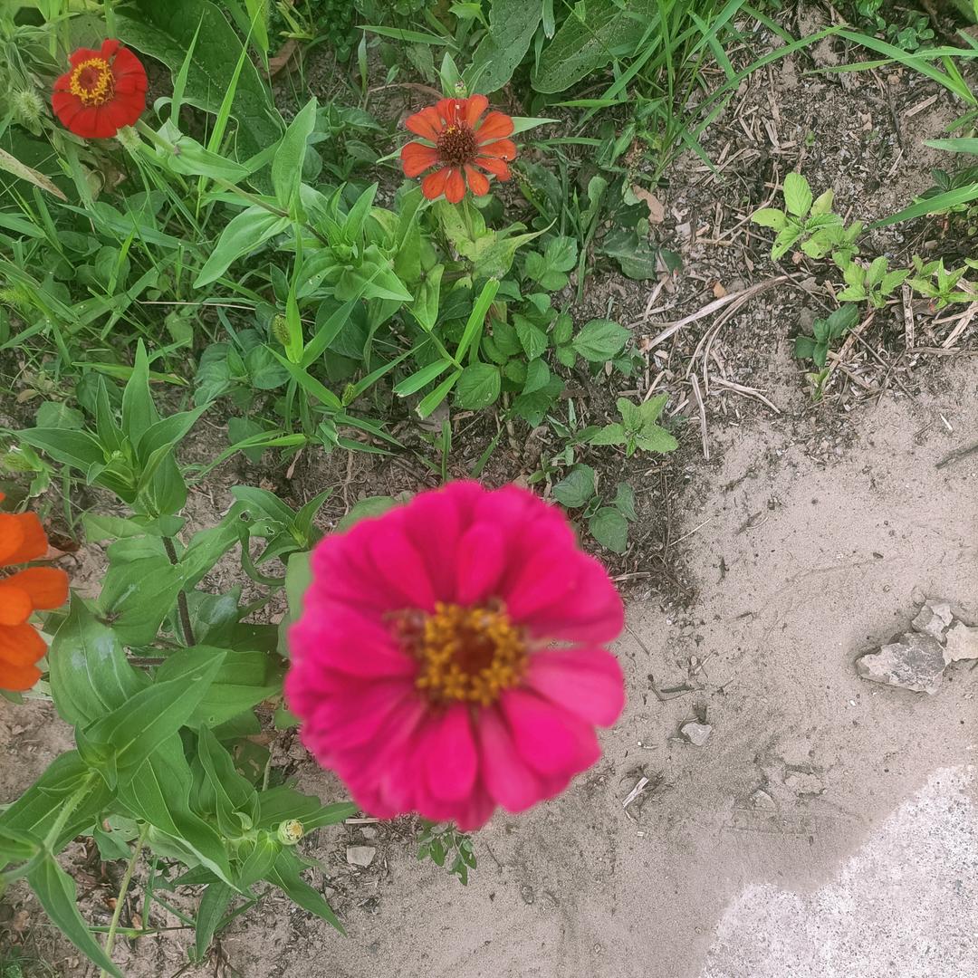 木花