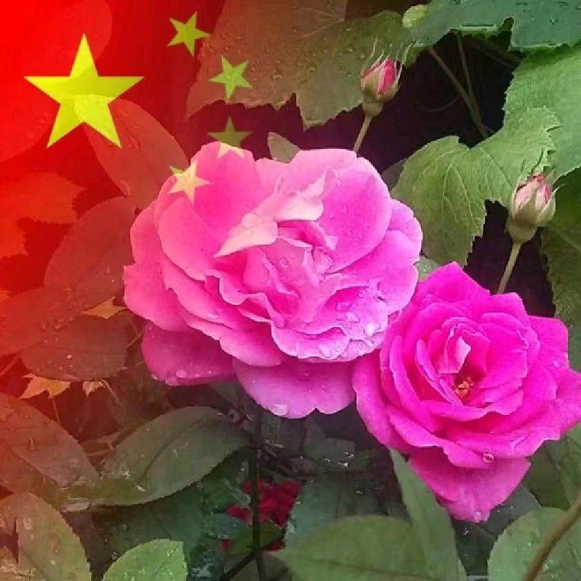翼翼