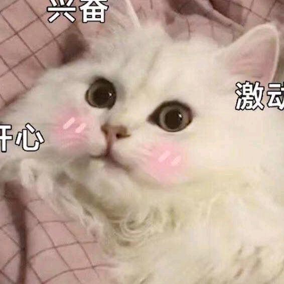 —喵喵—