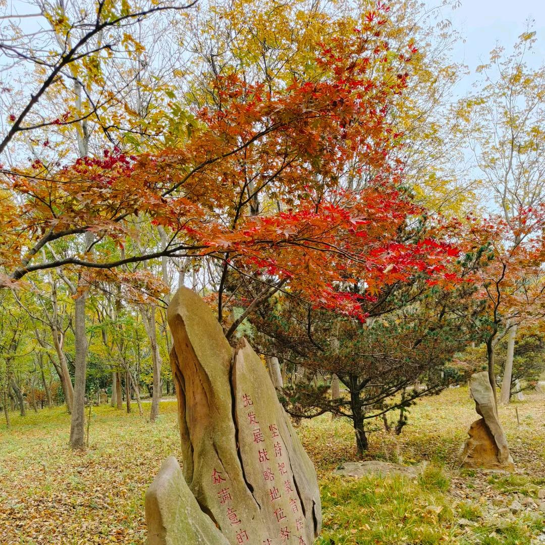 胖胖