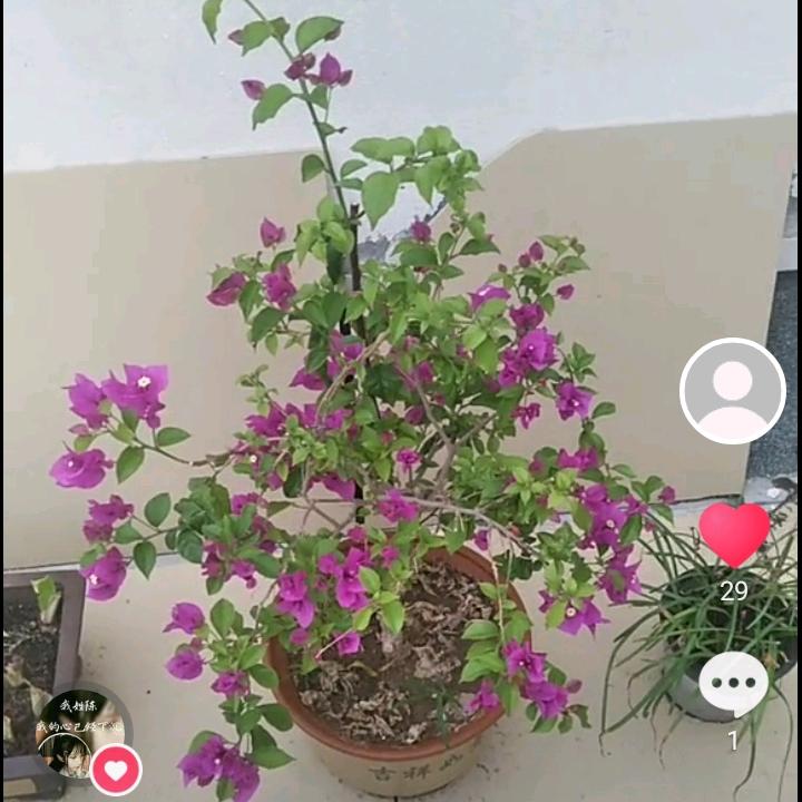 菩提