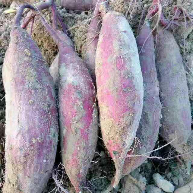 张家女，🍓🍓🍓韩家媳，🍑🍑🍑