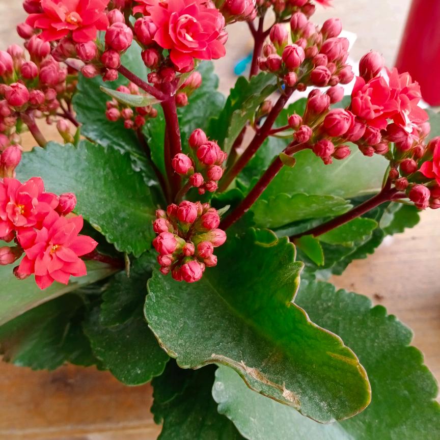 明天更好