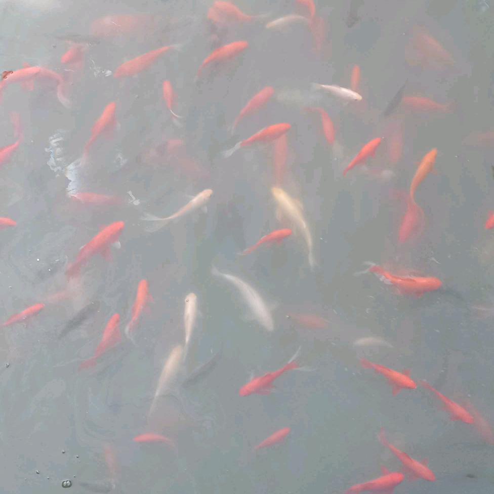 勿忘我