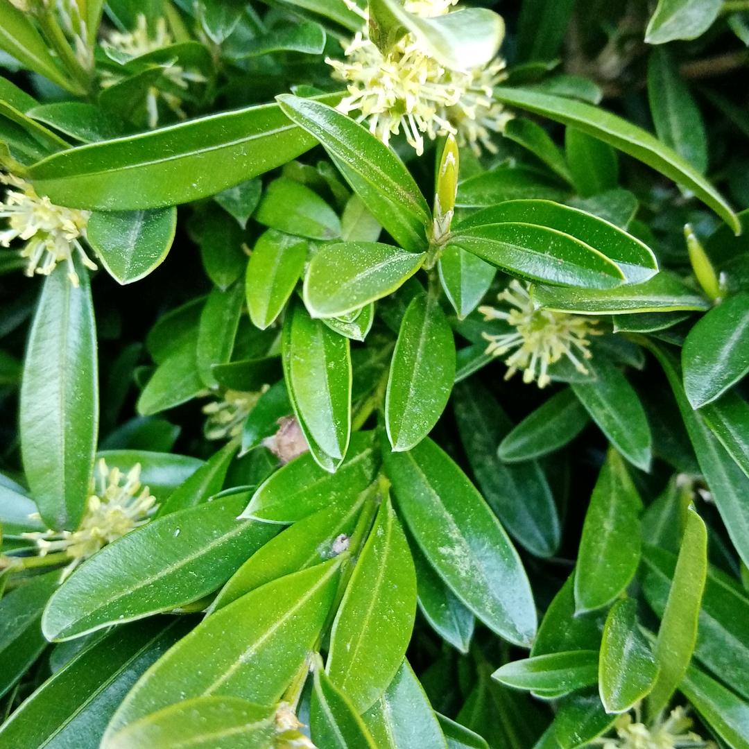 刘光伟
