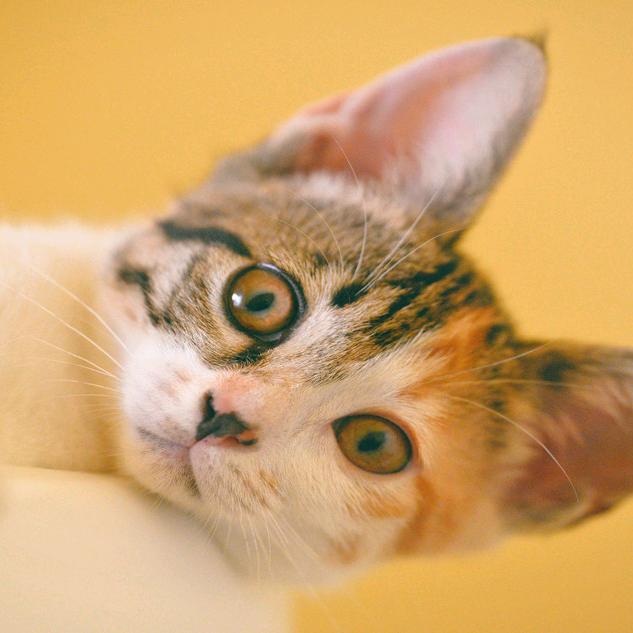 猫猫