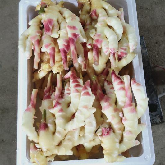 安丘祥哥专注大姜