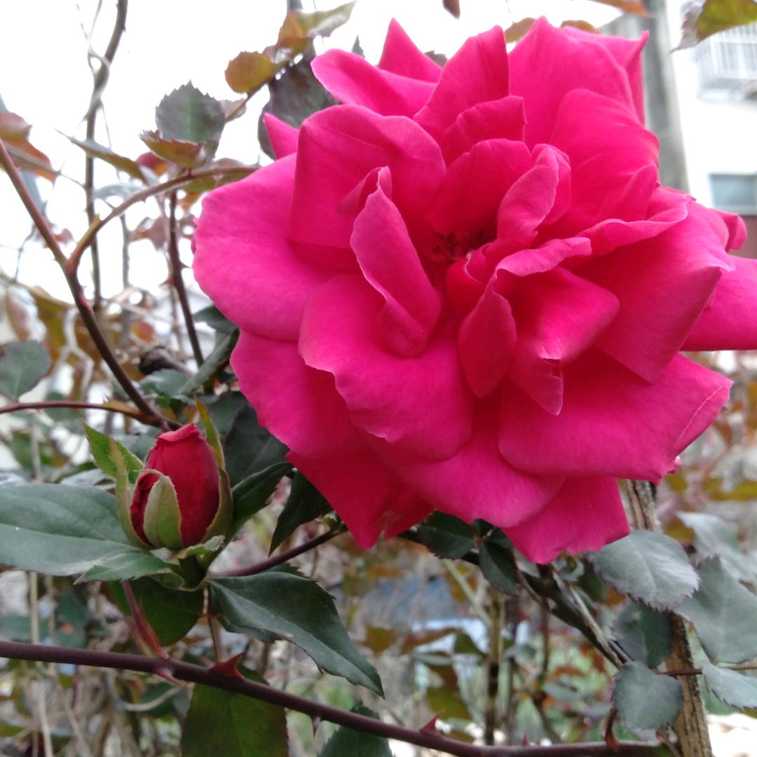 🌹