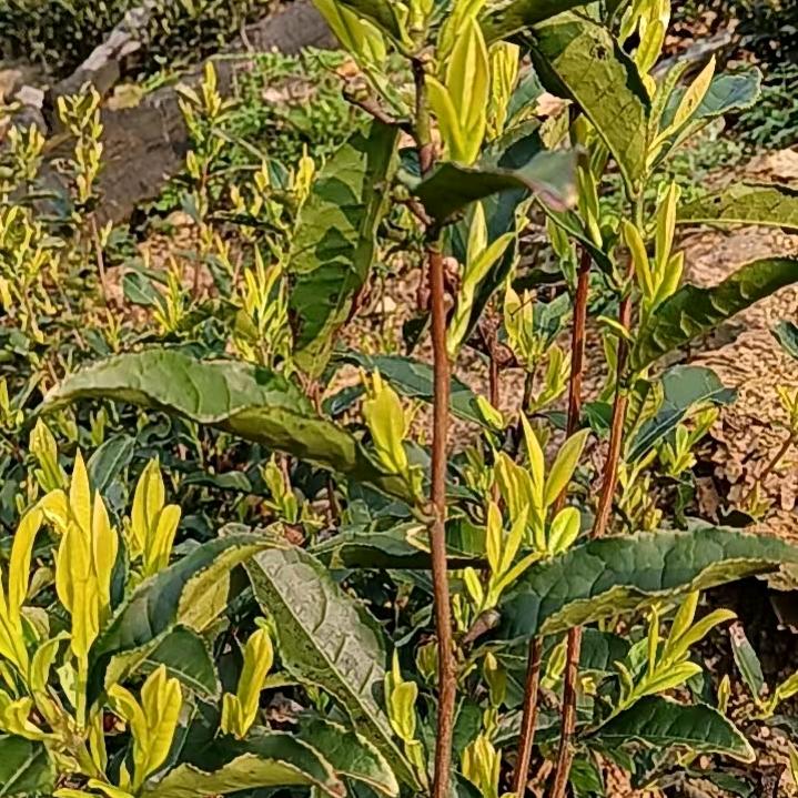 高山各种茶