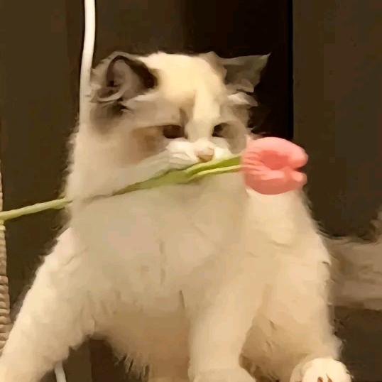 花生酱