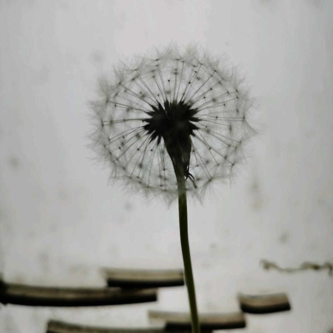 SunXX