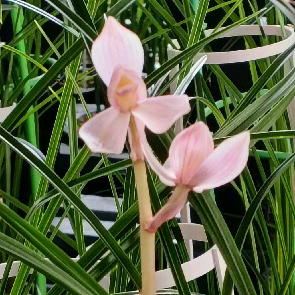 雨田兰业