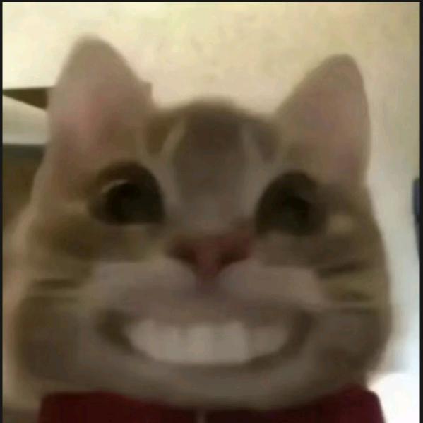 性感的小野猫