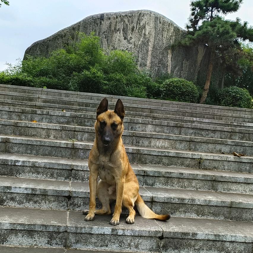 爱宠 闪电