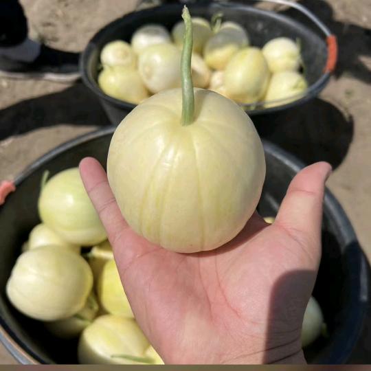 绥棱县小涛哥农产品