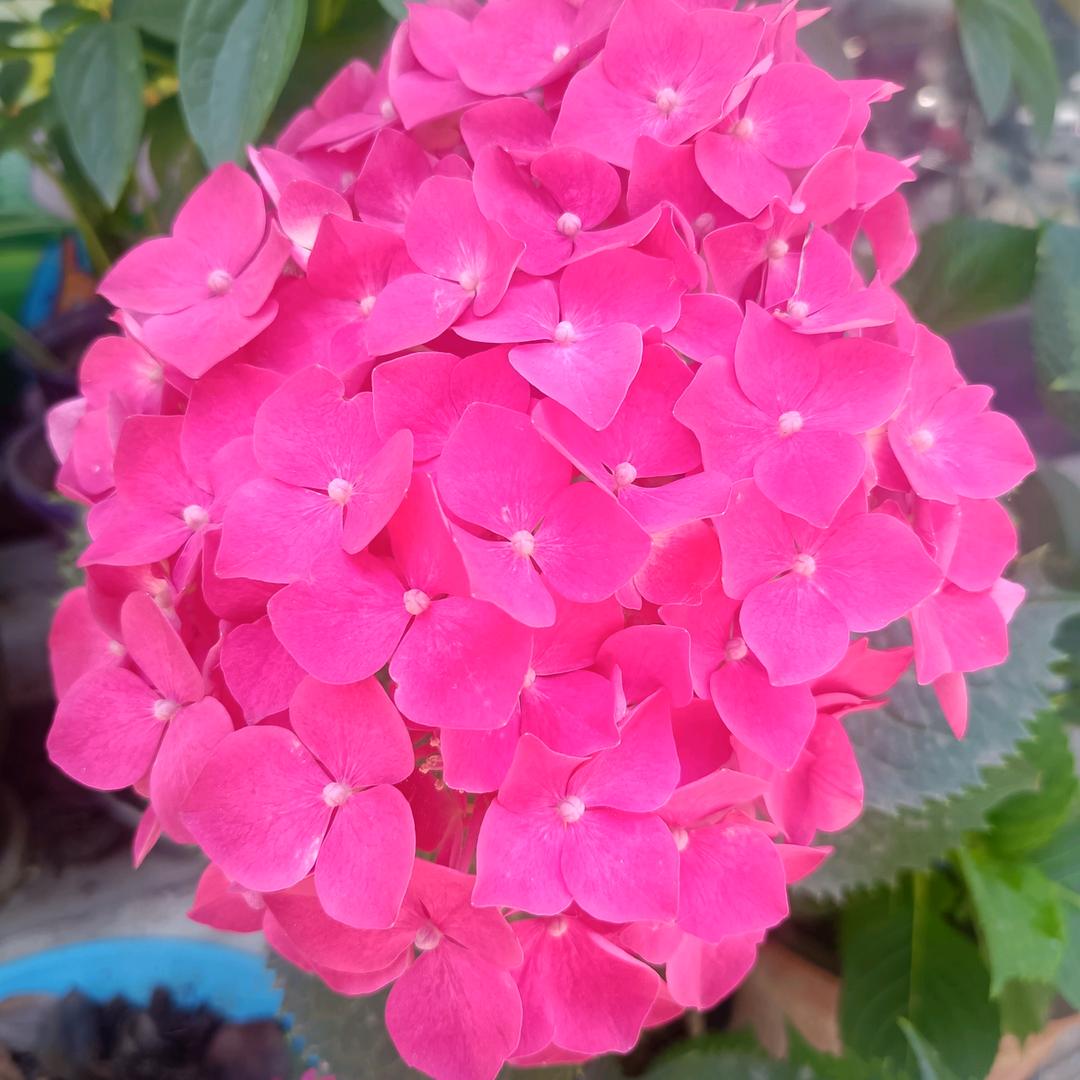 花好越媛
