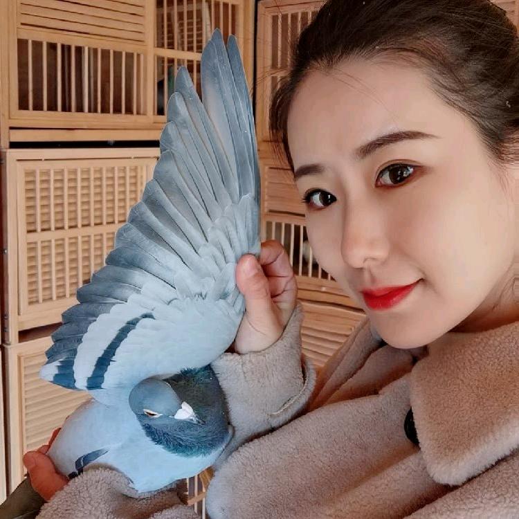 女孩养鸽金太阳鸽舍