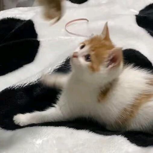 季季黄