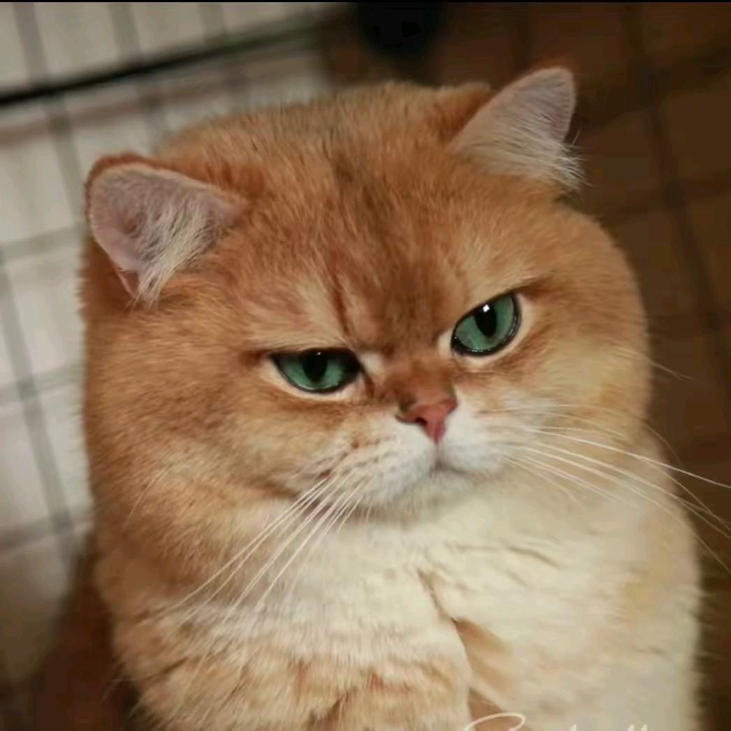 猫哥😺