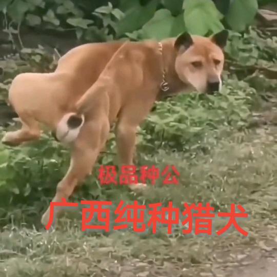 猎犬爱好者（小覃）