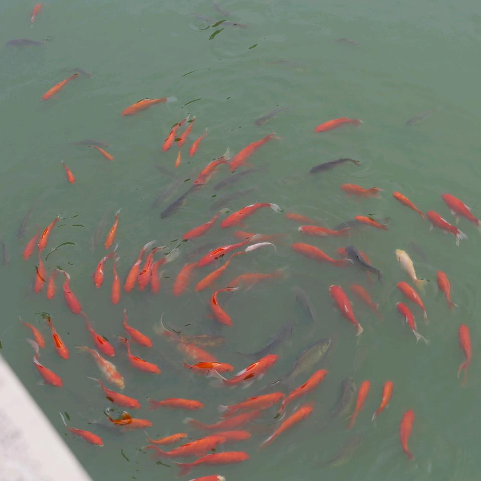平心不论
