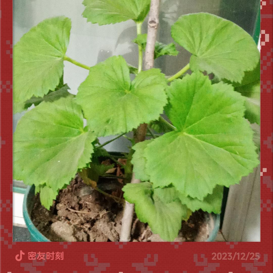 老玩童