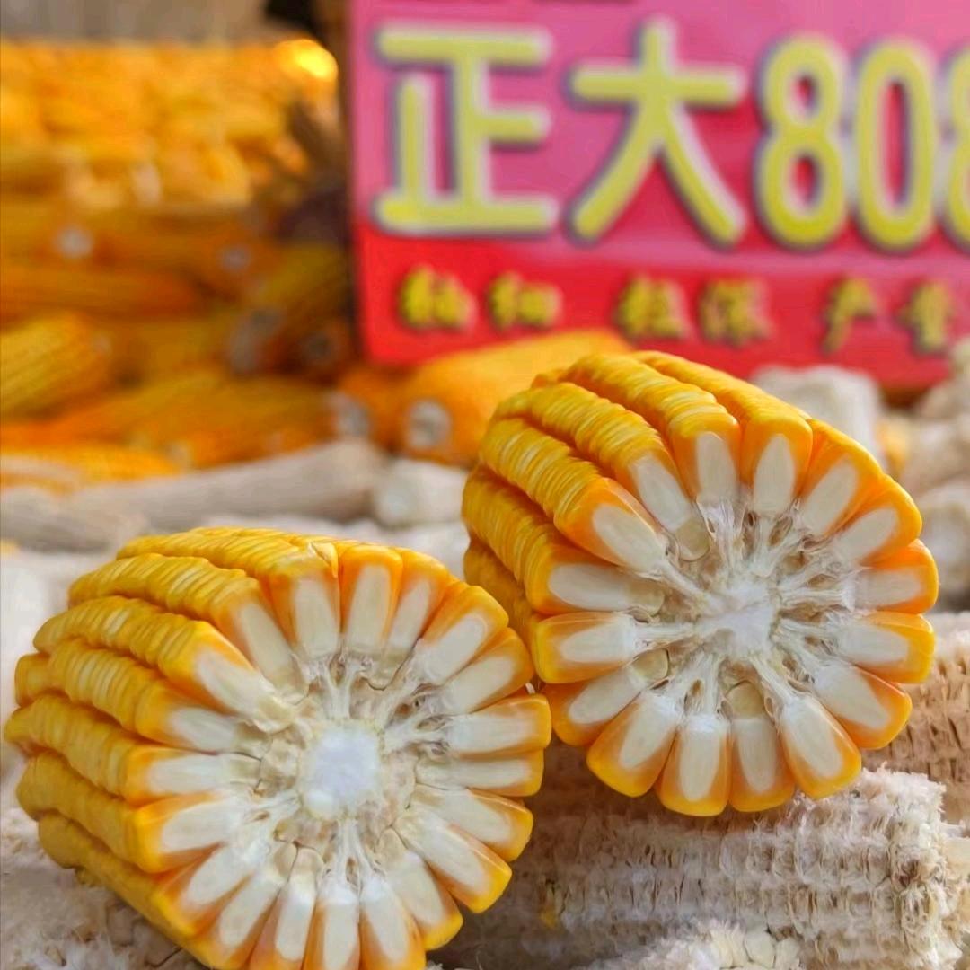 正大种业张文建