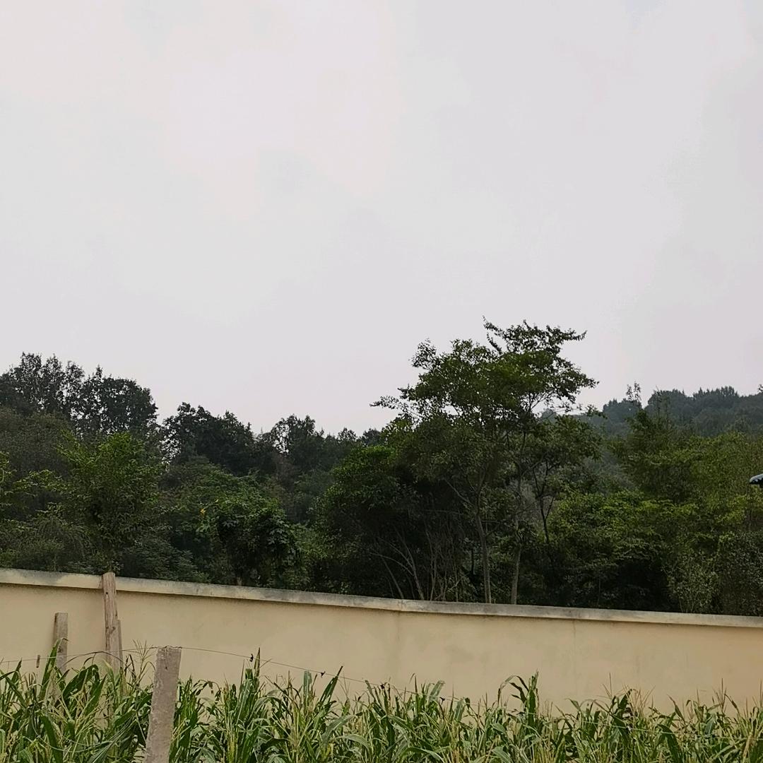 晨晨奶奶