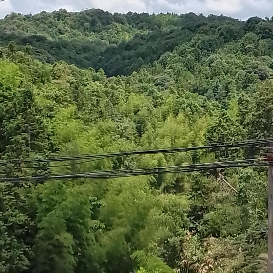 陈媛