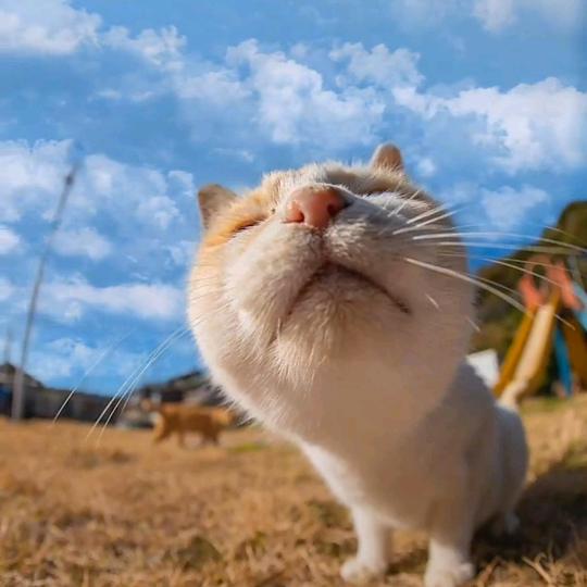 可子小猫