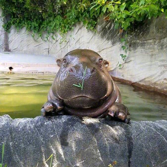河马探探探