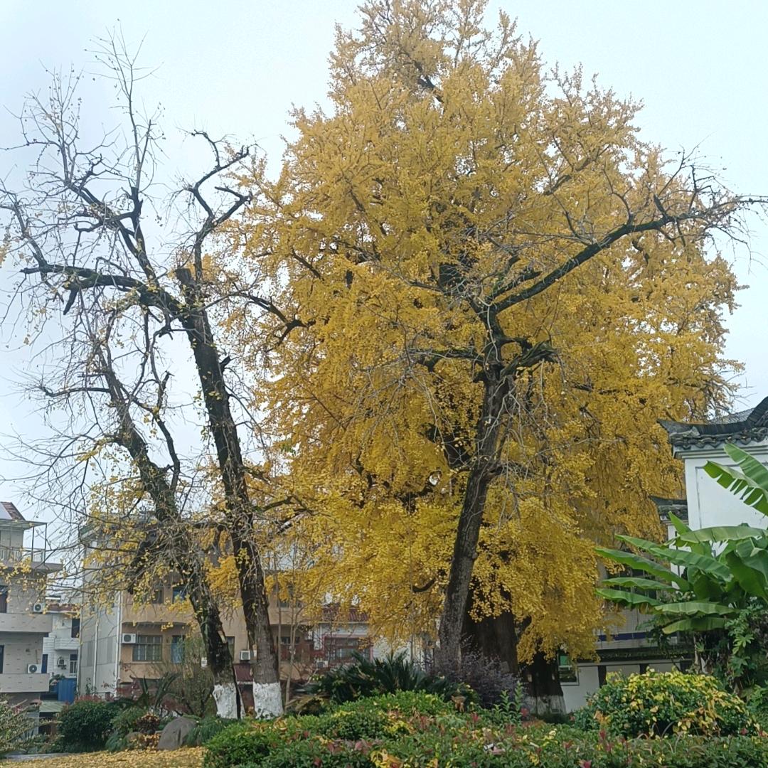 鱼小鱼