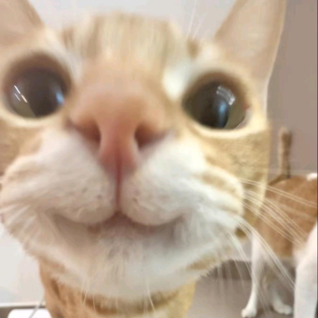 吴小狗