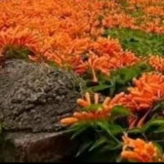 任我飞🍊🎧ᵀᴶ˙ˣᵀ