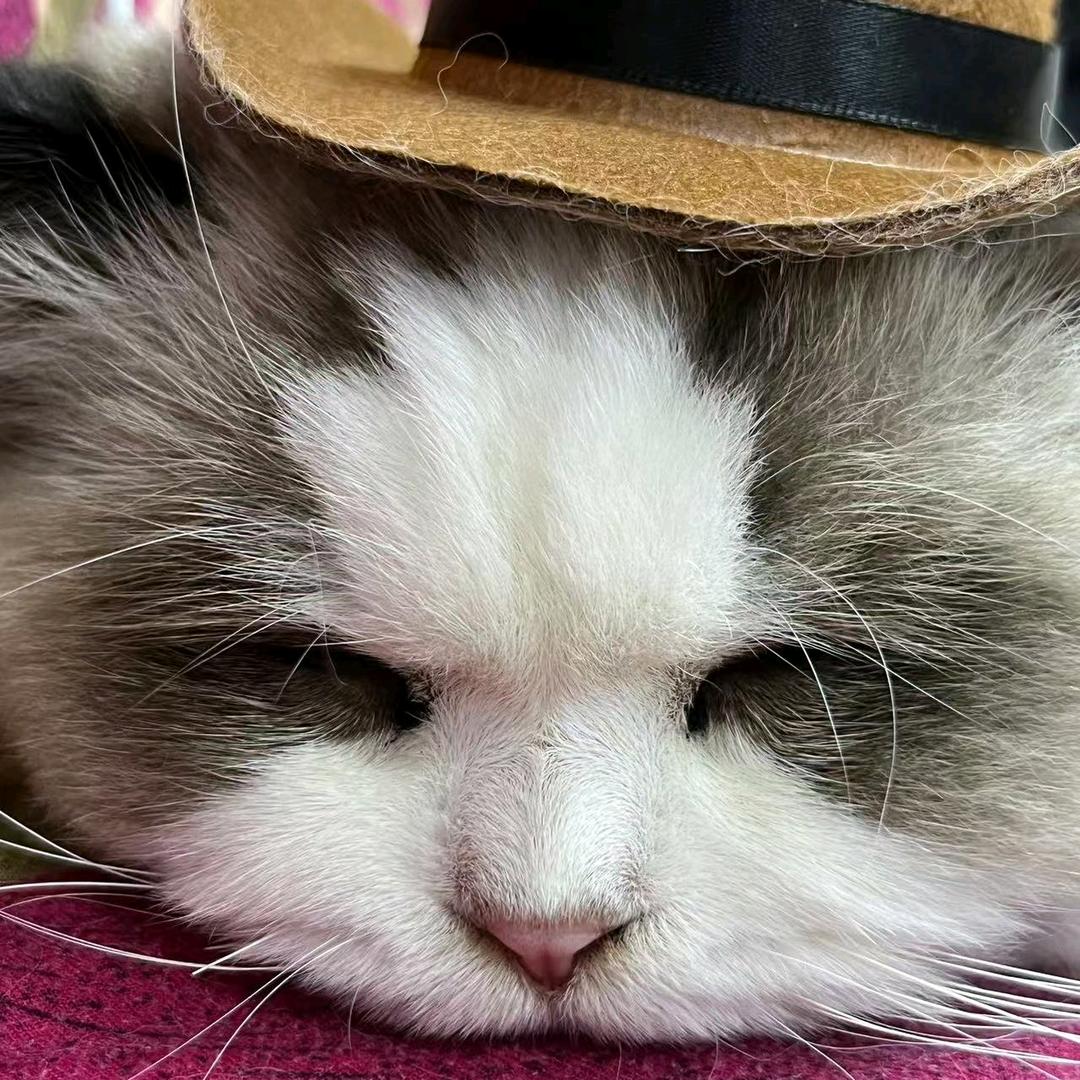 团团是只大肥猫
