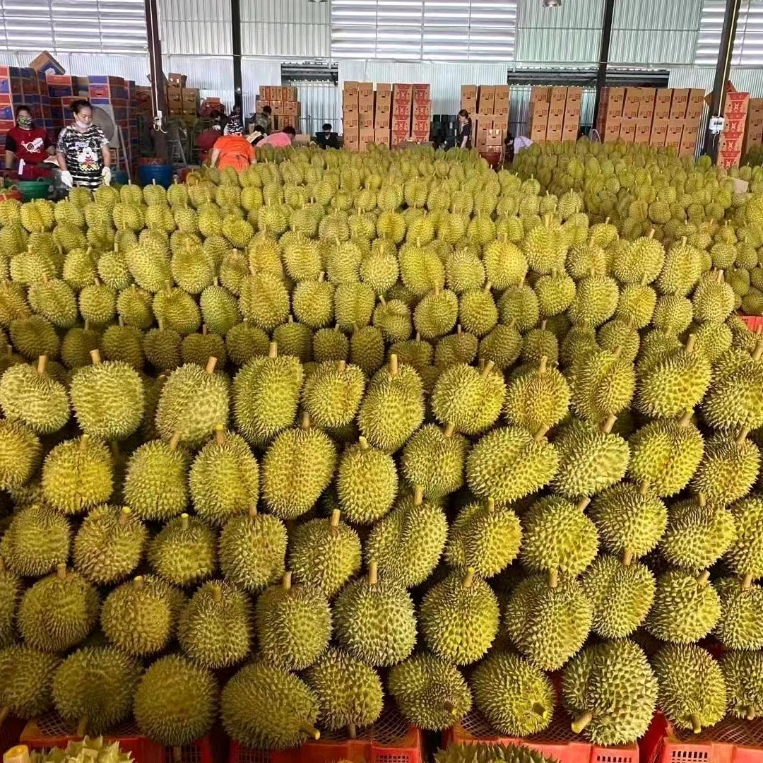 烟台榴莲哥（承接探店运营）