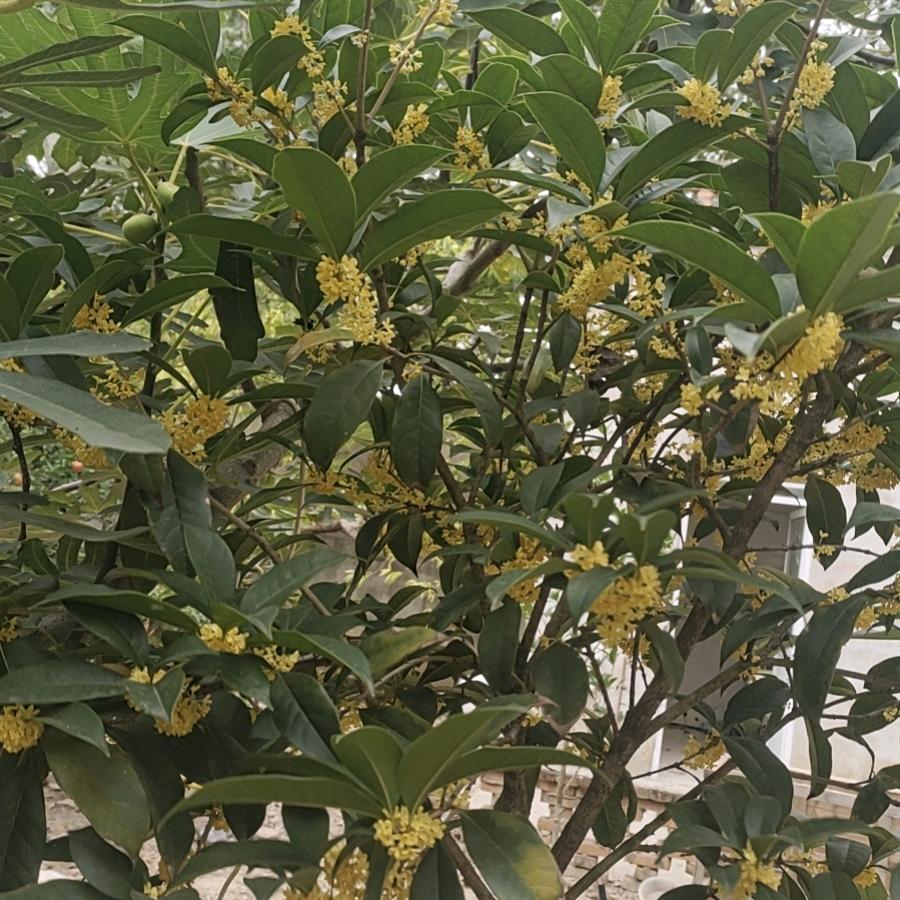 王伟飞