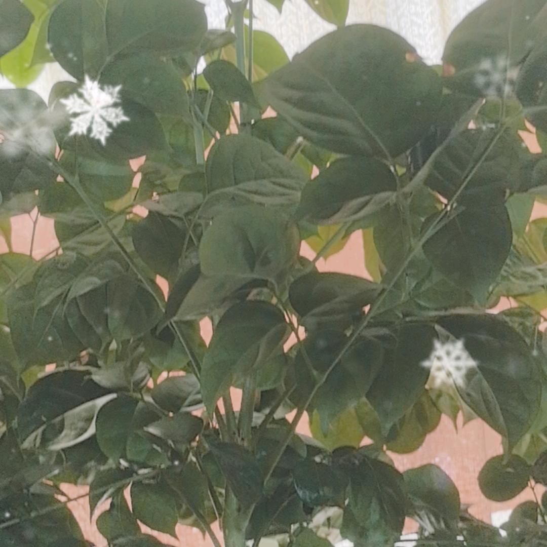 锦荫