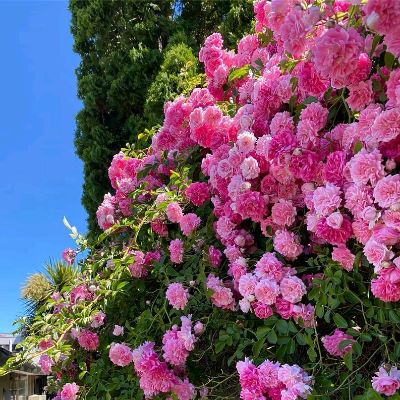 小依爱养花💐