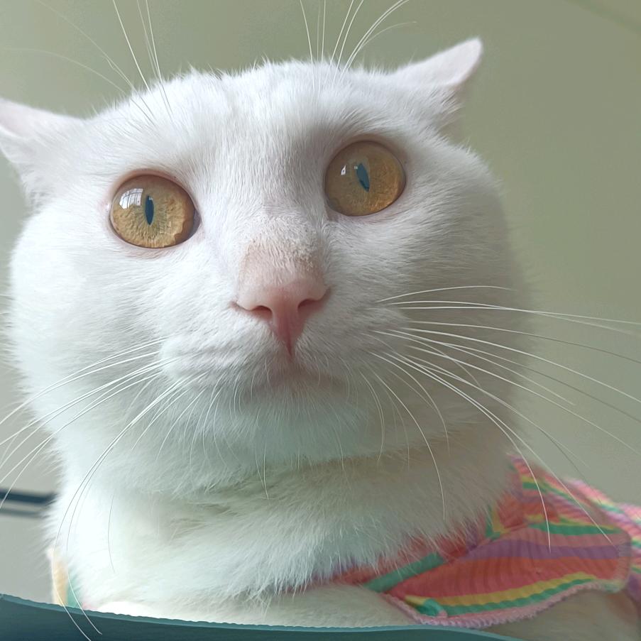 椰奶小怂猫