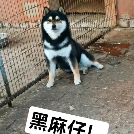 海浪犬业（老杨家的豆柴🐶）